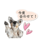 おちゃめなミニシュナ！ vol.6【近況編】（個別スタンプ：24）