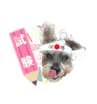 おちゃめなミニシュナ！ vol.6【近況編】（個別スタンプ：25）