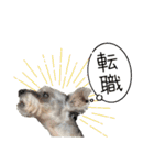 おちゃめなミニシュナ！ vol.6【近況編】（個別スタンプ：30）
