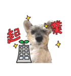 おちゃめなミニシュナ！ vol.6【近況編】（個別スタンプ：32）