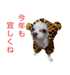 チョコちゃん 年賀状 正月（個別スタンプ：2）