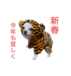チョコちゃん 年賀状 正月（個別スタンプ：8）