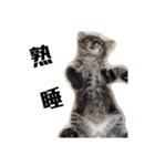 ネコロミコロン-ゆるい気持ちのネコ-（個別スタンプ：10）