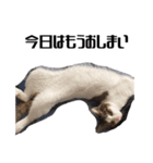 ネコロミコロン-ゆるい気持ちのネコ-（個別スタンプ：11）