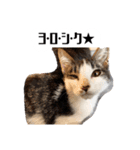 ネコロミコロン-ゆるい気持ちのネコ-（個別スタンプ：13）