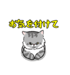 りんたろうと箱と猫たち（個別スタンプ：20）