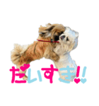 ペキニーズのシナモンとモカ（個別スタンプ：1）