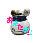 ペキニーズのシナモンとモカ（個別スタンプ：5）
