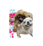 ペキニーズのシナモンとモカ（個別スタンプ：7）
