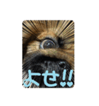 ペキニーズのシナモンとモカ（個別スタンプ：14）
