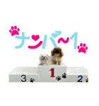 ペキニーズのシナモンとモカ（個別スタンプ：23）