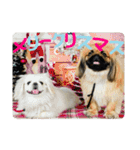 ペキニーズのシナモンとモカ（個別スタンプ：25）