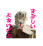 ペキニーズのシナモンとモカ（個別スタンプ：39）