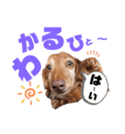 らぶぞぅp（個別スタンプ：1）