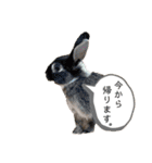 michochii2（個別スタンプ：6）