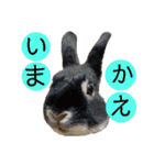 michochii2（個別スタンプ：7）
