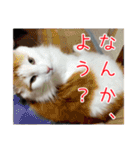 デカ文字 (猫) ぎんちゃん むぎちゃん（個別スタンプ：21）