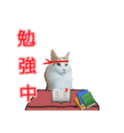 デカ文字 (猫) ぎんちゃん むぎちゃん（個別スタンプ：38）