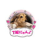 くりみわん（個別スタンプ：3）