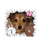 くりみわん（個別スタンプ：13）