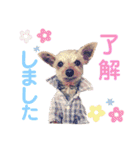 ヨーキー ジョディの想い出スタンプ（個別スタンプ：1）