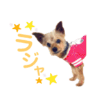 ヨーキー ジョディの想い出スタンプ（個別スタンプ：2）