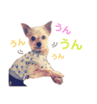 ヨーキー ジョディの想い出スタンプ（個別スタンプ：3）
