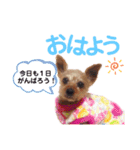ヨーキー ジョディの想い出スタンプ（個別スタンプ：5）