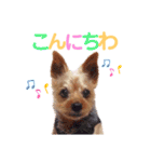 ヨーキー ジョディの想い出スタンプ（個別スタンプ：6）