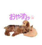 ヨーキー ジョディの想い出スタンプ（個別スタンプ：7）