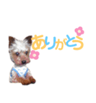 ヨーキー ジョディの想い出スタンプ（個別スタンプ：8）