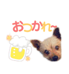 ヨーキー ジョディの想い出スタンプ（個別スタンプ：9）