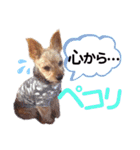 ヨーキー ジョディの想い出スタンプ（個別スタンプ：12）