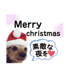 ヨーキー ジョディの想い出スタンプ（個別スタンプ：13）