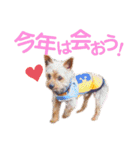 ヨーキー ジョディの想い出スタンプ（個別スタンプ：15）