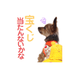 ヨーキー ジョディの想い出スタンプ（個別スタンプ：16）