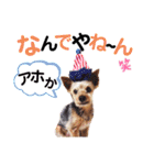 ヨーキー ジョディの想い出スタンプ（個別スタンプ：19）