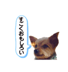 ヨーキー ジョディの想い出スタンプ（個別スタンプ：20）