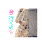 ヨーキー ジョディの想い出スタンプ（個別スタンプ：21）