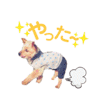 ヨーキー ジョディの想い出スタンプ（個別スタンプ：24）