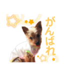 ヨーキー ジョディの想い出スタンプ（個別スタンプ：25）