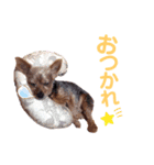 ヨーキー ジョディの想い出スタンプ（個別スタンプ：26）