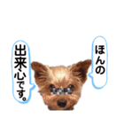 ヨーキー ジョディの想い出スタンプ（個別スタンプ：31）