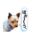 ヨーキー ジョディの想い出スタンプ（個別スタンプ：32）