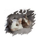新 ハムスターとデグーの日常（個別スタンプ：6）