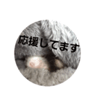 新 ハムスターとデグーの日常（個別スタンプ：19）