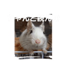 新 ハムスターとデグーの日常（個別スタンプ：20）