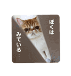 エキゾのうに（個別スタンプ：34）