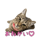 愛しのこまちのきもち（個別スタンプ：1）