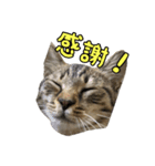 愛しのこまちのきもち（個別スタンプ：2）